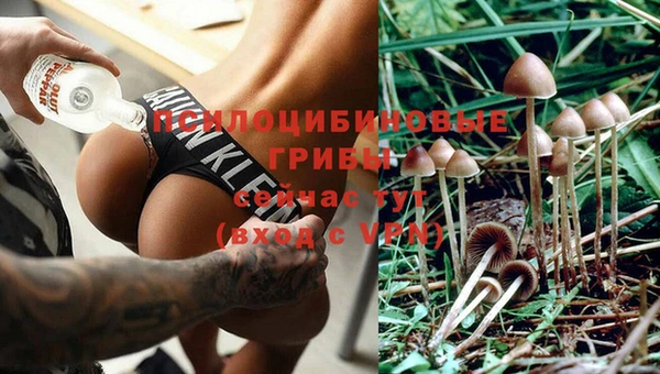 PSILOCYBIN Армянск